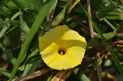 Ipomoea ochracea