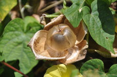 Ipomoea ochracea