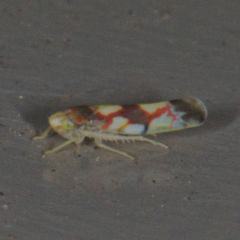 Erythroneura elegans