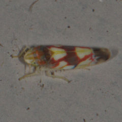 Erythroneura elegans