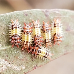 Doratifera quadriguttata