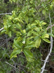 Eumachia microdon