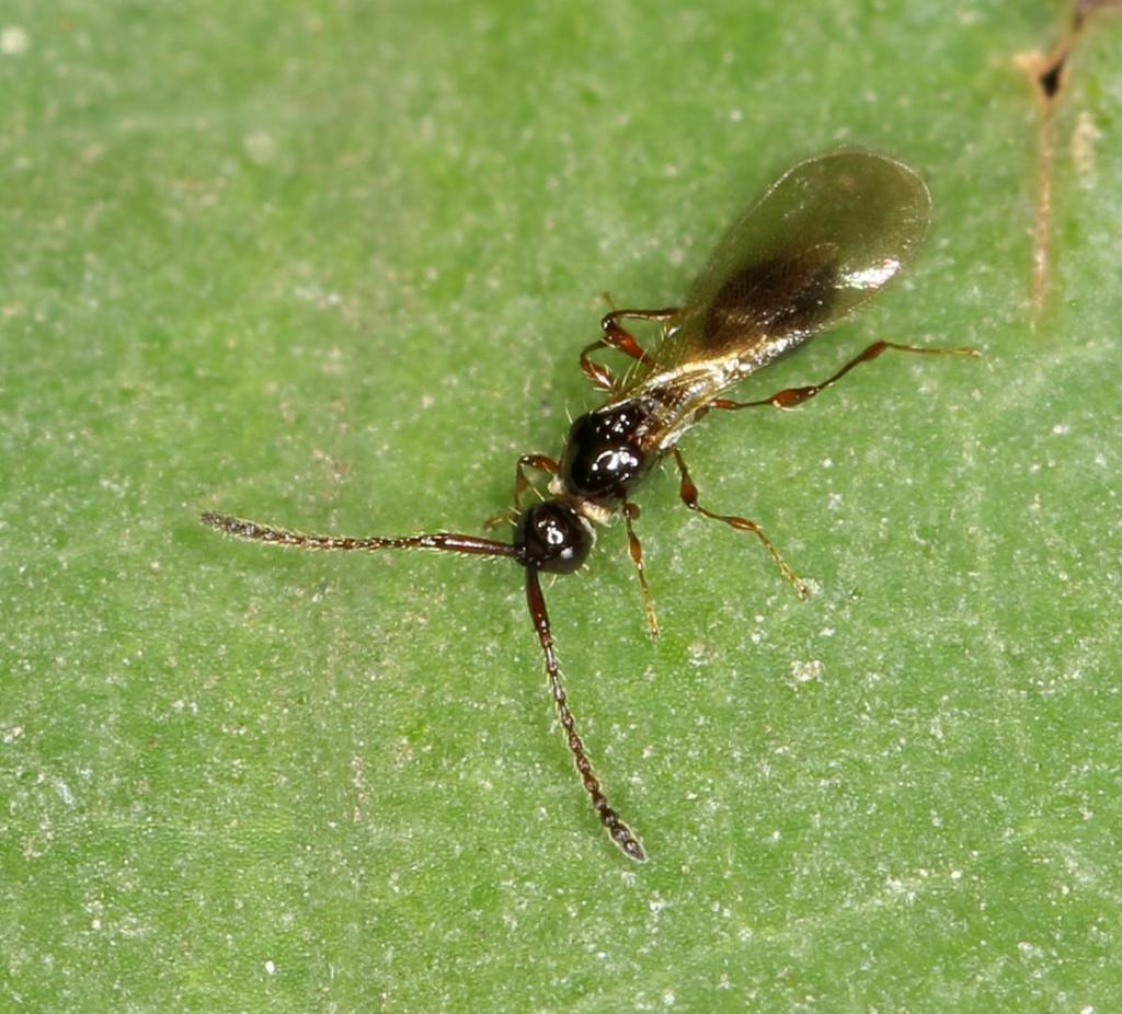 Diapriidae