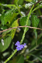 Stachytarpheta urticifolia
