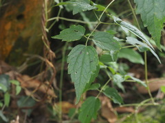 Clematis leschenaultiana