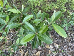 Quadrella indica