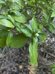 Eumachia microdon