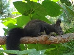 Sciurus vulgaris