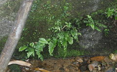 Hymenasplenium pseudobscurum