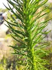 Pseudoselago densifolia