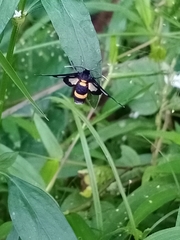 Amata sperbius