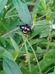 Amata sperbius