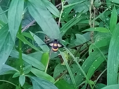Amata sperbius