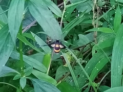 Amata sperbius