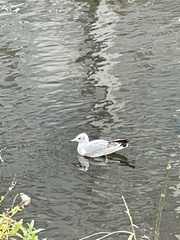 Chroicocephalus ridibundus