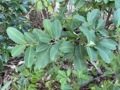 Erythroxylum areolatum