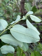 Erythroxylum areolatum