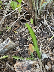 Selenicereus triangularis