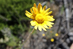 Ursinia trifida