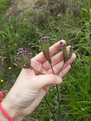 Verbena brasiliensis