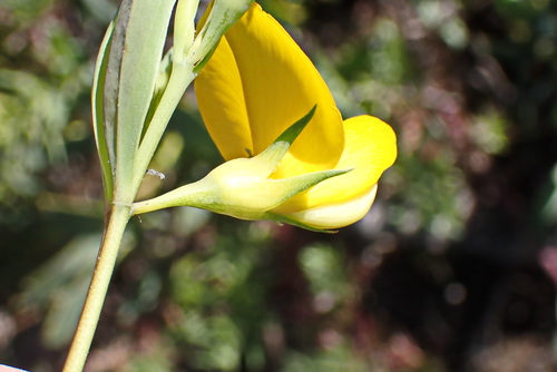 Image of Rafnia racemosa by no rights reserved