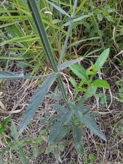 Verbena brasiliensis