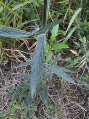 Verbena brasiliensis