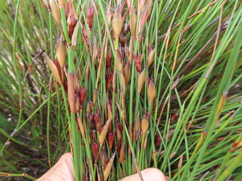 Image of Willdenowia teres by (c) linkie, some rights reserved (CC BY)