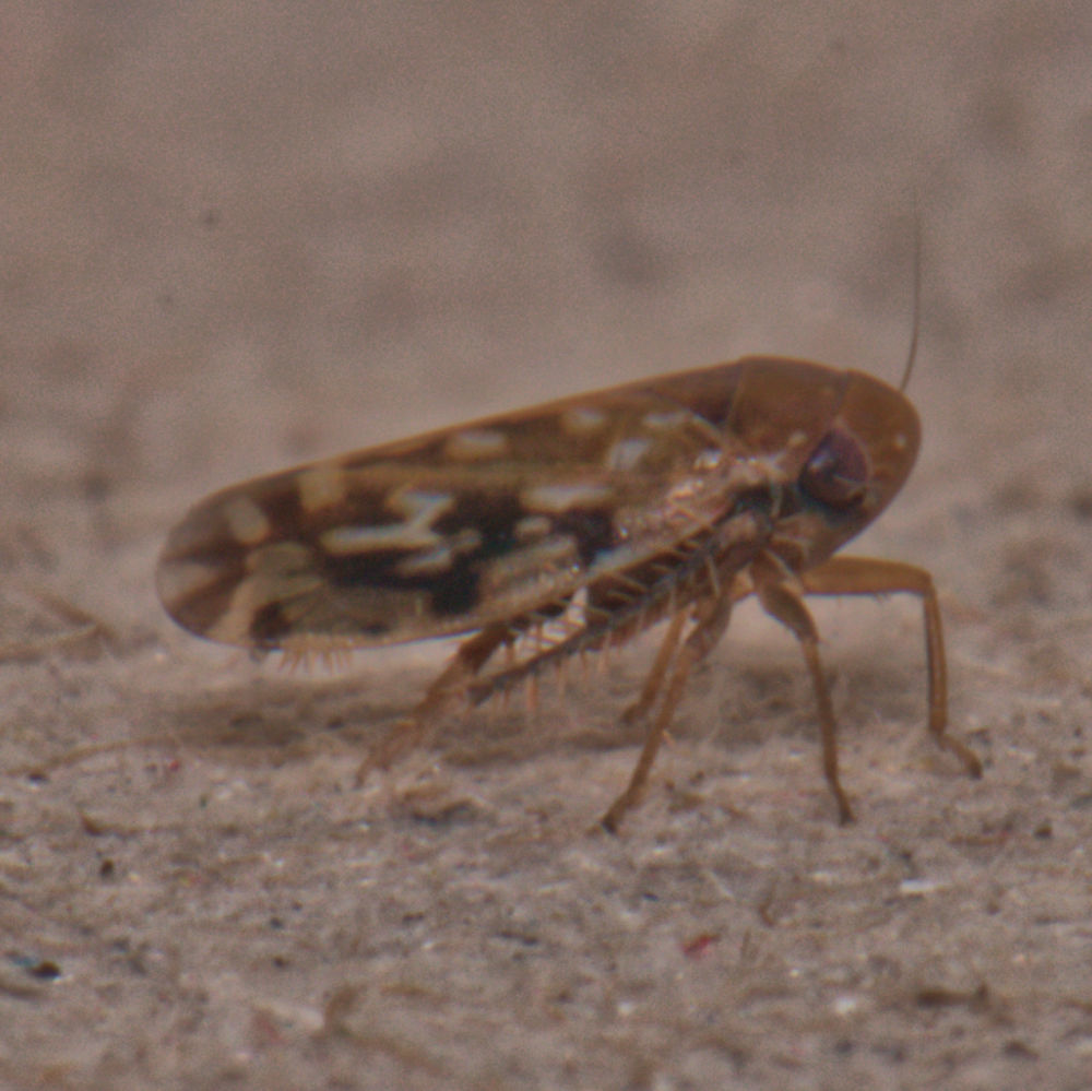 Xestocephalus fulvocapitatus