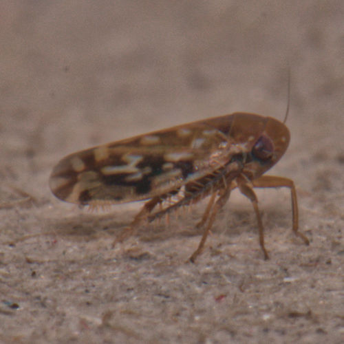 Xestocephalus fulvocapitatus