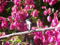 Fluvicola nengeta nengeta