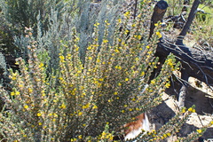 Aspalathus glabrescens