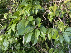 Bignonia aequinoctialis