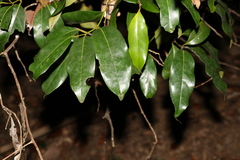 Cryptocarya macdonaldii