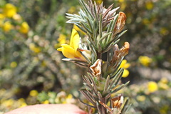 Aspalathus glabrescens