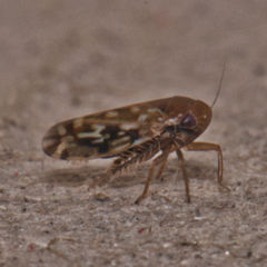 Xestocephalus fulvocapitatus