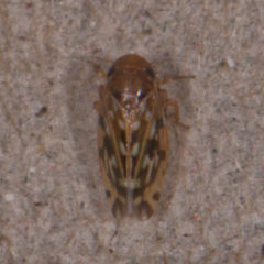 Xestocephalus fulvocapitatus