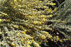 Aspalathus glabrescens