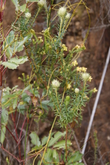 Phylica pubescens