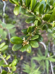 Badiera penaea
