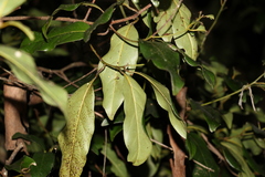 Cryptocarya macdonaldii