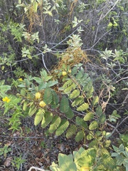 Chamaecrista glandulosa swartzii