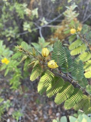 Chamaecrista glandulosa swartzii