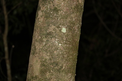 Cryptocarya macdonaldii
