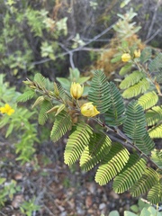 Chamaecrista glandulosa swartzii