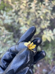 Chamaecrista glandulosa swartzii
