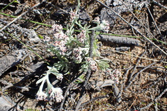 Vellereophyton