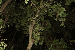 Cryptocarya macdonaldii