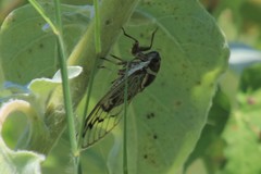 Diceroprocta marevagans