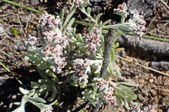 Vellereophyton